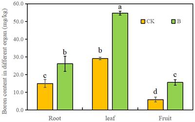 Foliar spraying of boron prolongs preservation period of strawberry fruits by altering boron form and boron distribution in cell